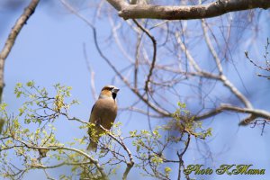 シメ　Hawfinch