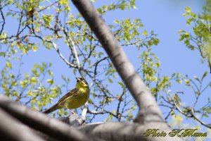 アオジ　Black-faced bunting