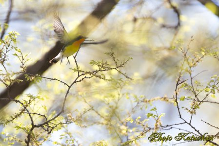 キビタキ　Narcissus Flycatcher