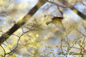 キビタキ　Narcissus Flycatcher