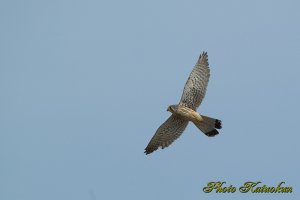 チョウゲンボウ　Common Kestrel