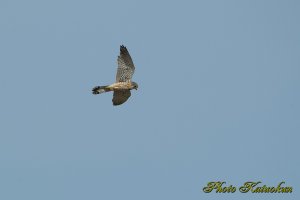 チョウゲンボウ　Common Kestrel EF540