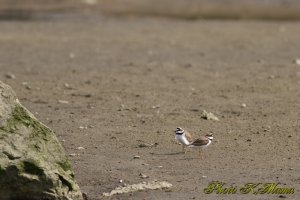 コチドリ　Little ringed plover