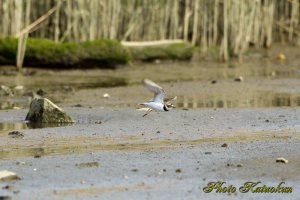 コチドリ　Little ringed plover