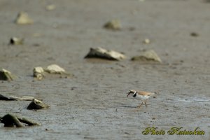 コチドリ　Little ringed plover