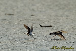 コチドリ　Little ringed plover