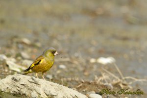 カワラヒワ　Oriental Greenfinch