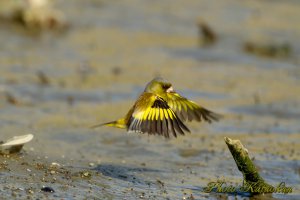 カワラヒワ　Oriental Greenfinch