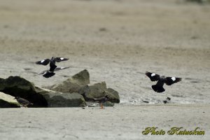 ハッカチョウ　Crested Myna