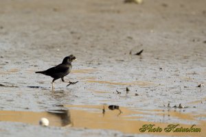 ハッカチョウ　Crested Myna