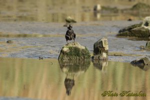 ハッカチョウ　Crested Myna