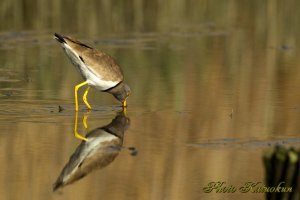 ケリ　Grey-headed lapwing