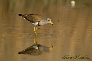 ケリ　Grey-headed lapwing