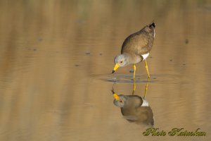 ケリ　Grey-headed lapwing