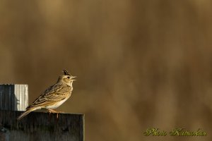 ヒバリ　Skylark