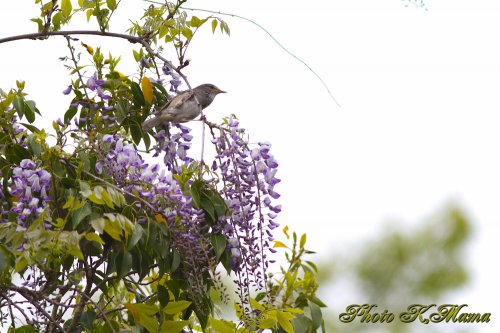 藤　ウグイス　Japanese Bush Warbler