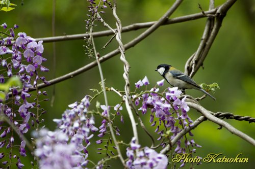 藤　シジュウカラ　Japanese Tit EF540