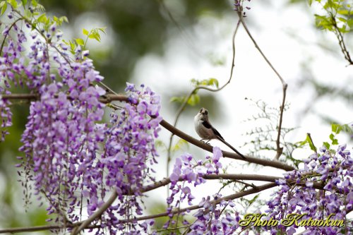 藤　エナガ　Long-tailed Tit