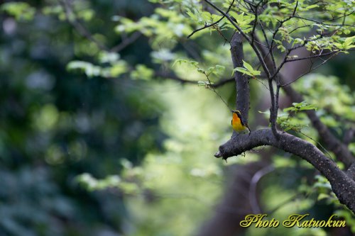 キビタキ　Narcissus Flycatcher　♂ EF540