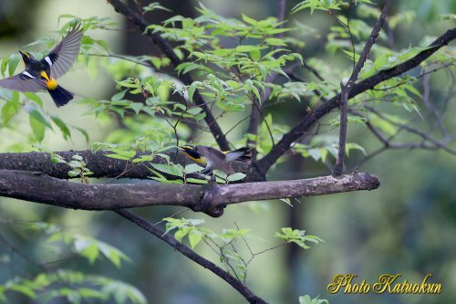 キビタキ　Narcissus Flycatcher