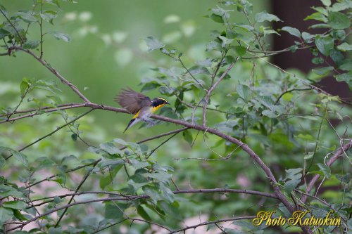 キビタキ　Narcissus Flycatcher