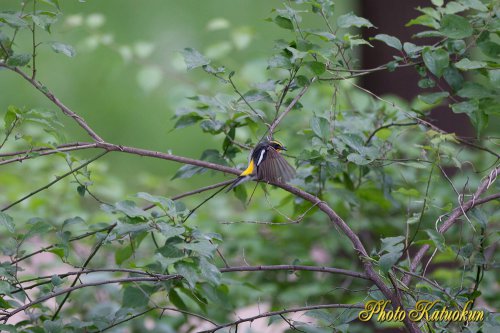 キビタキ　Narcissus Flycatcher