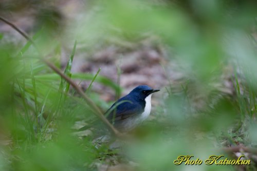 コルリ　Siberian blue robin