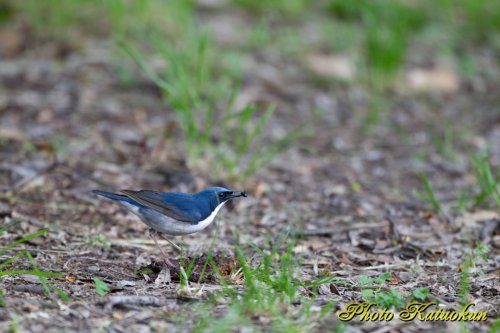 コルリ　Siberian blue robin