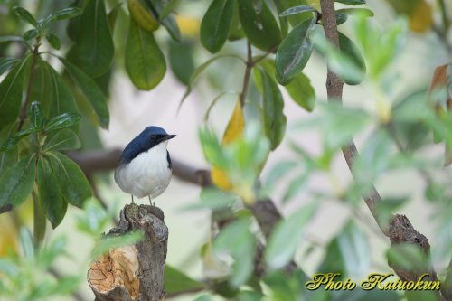 コルリ　Siberian blue robin