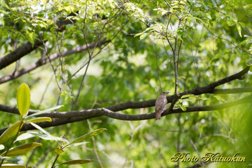 キビタキ　Narcissus Flycatcher　♀