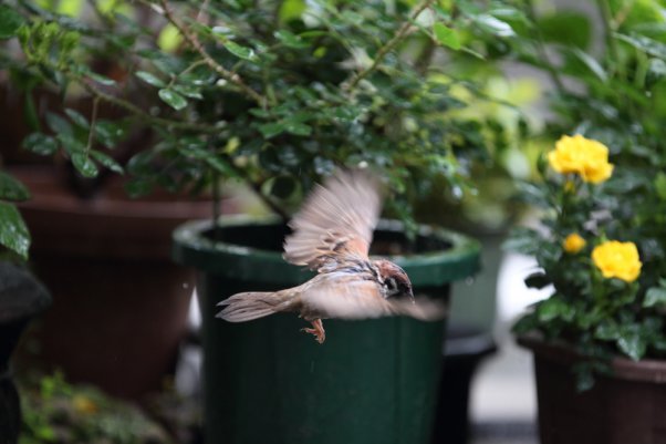 Tree Sparrow　(SS 1/500)
