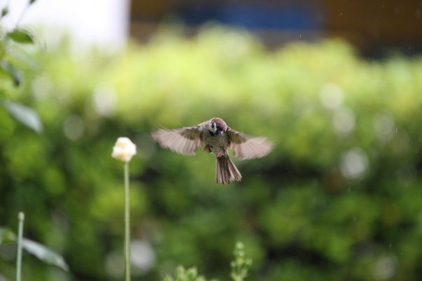 Tree Sparrow　(SS 1/500)