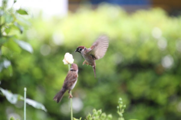 Tree Sparrow　(SS 1/250)