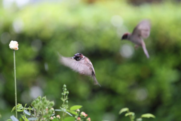 Tree Sparrow　(SS 1/160)