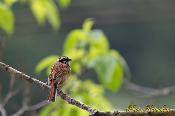 ホオジロ　Meadow Bunting