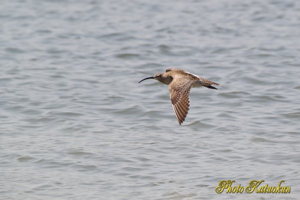 チュウシャクシギ？　Bar-tailed Godwit　オオソリハシシギ？ EF540