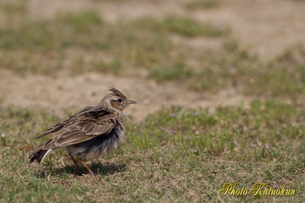 Skylark　ヒバリ