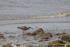 チュウシャクシギ？　Bar-tailed Godwit　オオソリハシシギ？