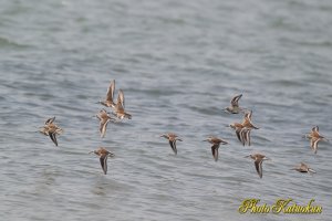 Dunlin ハマシギ