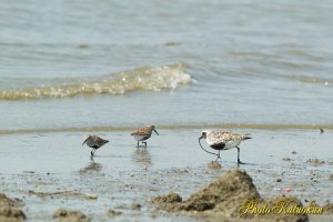 Tidal flat