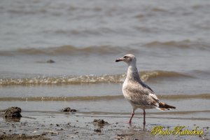 Tidal flat