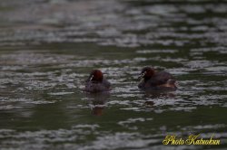 Little grebe　カイツブリペア