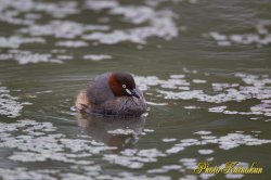 Little grebe　カイツブリ