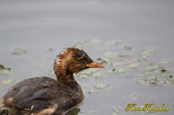 Little grebe　baby 　若カイツブリ