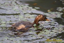 Little grebe　baby 　若カイツブリ