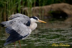 Grey heron　アオサギ