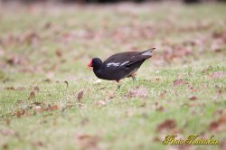 Common Moorhen　バン