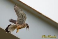 Common Kestrel　(torim)