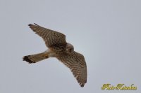 Common Kestrel　(torim)