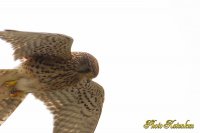 Common Kestrel　(torim)